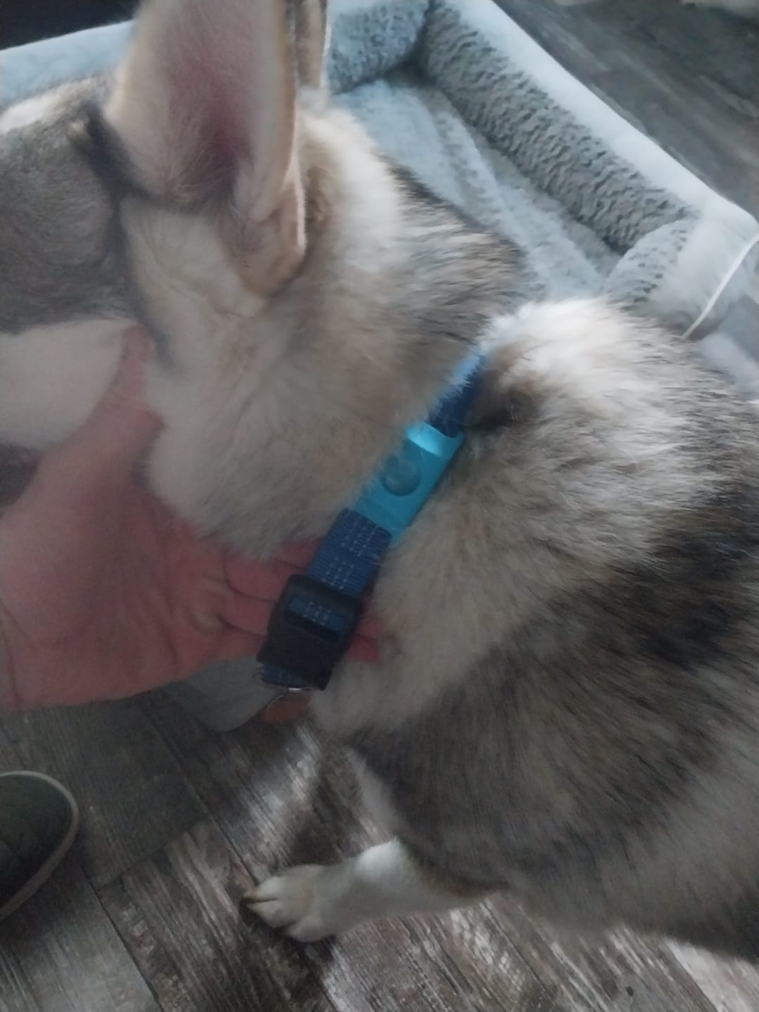 Customer photo review of FurLife™ 12 Months Flea and Tick Free