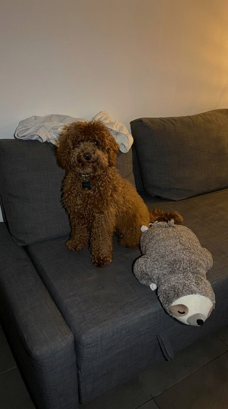 Customer photo review of Peluche con Latido Real para Perros - Menos Ansiedad, Más Calma