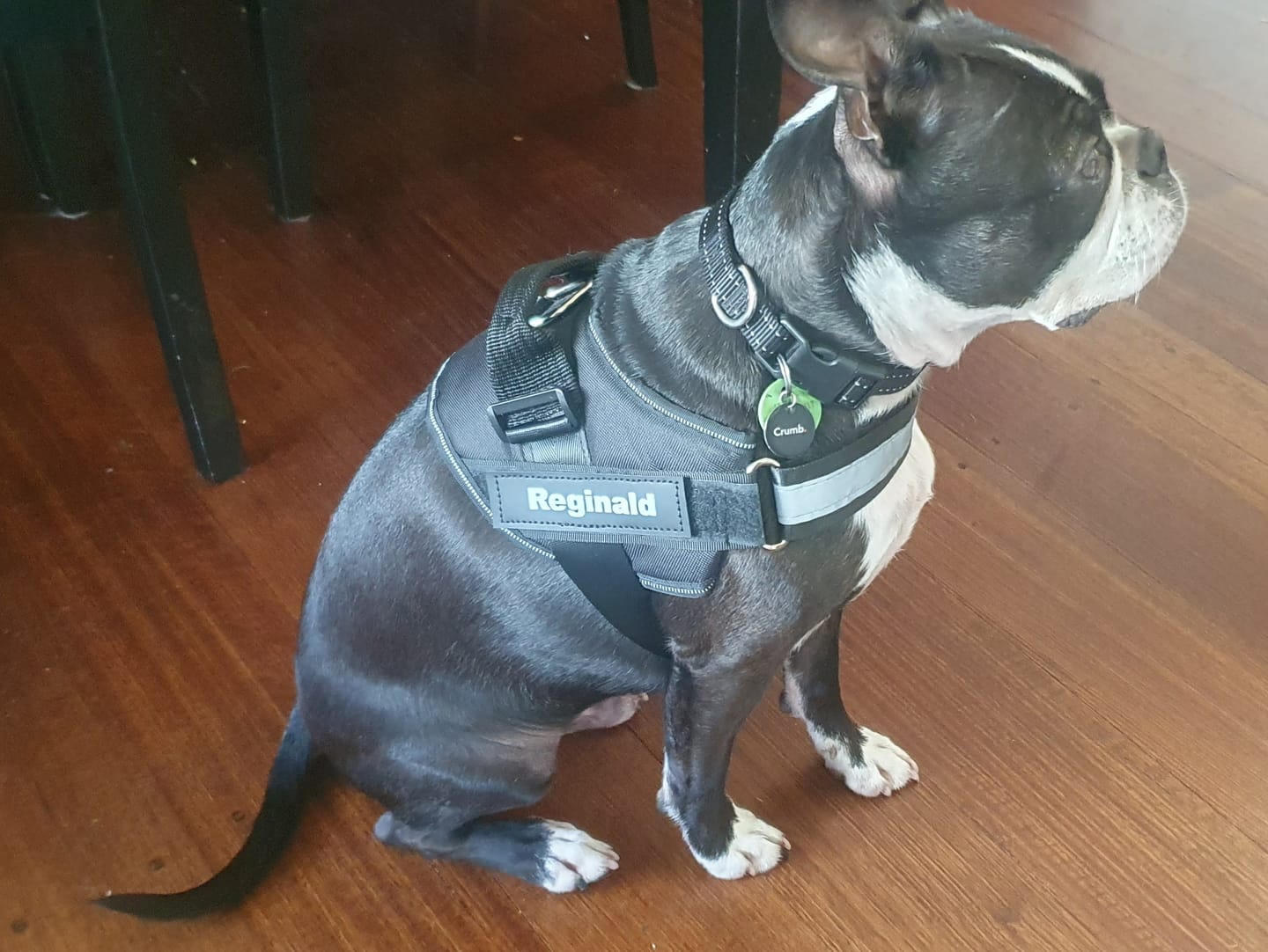 Customer photo review of Safety No Pull Dog Harness
