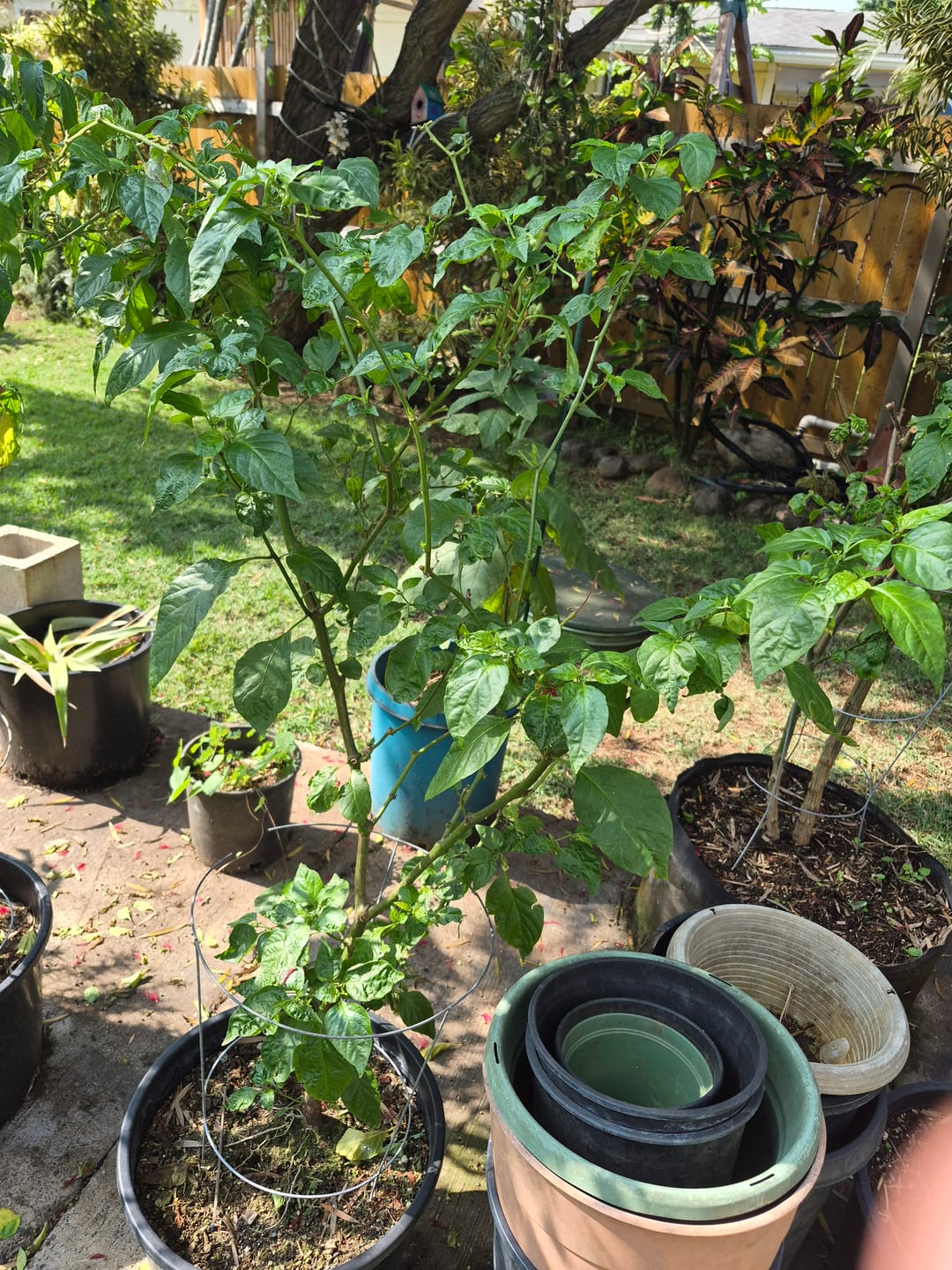 Customer photo review of Plant Juice