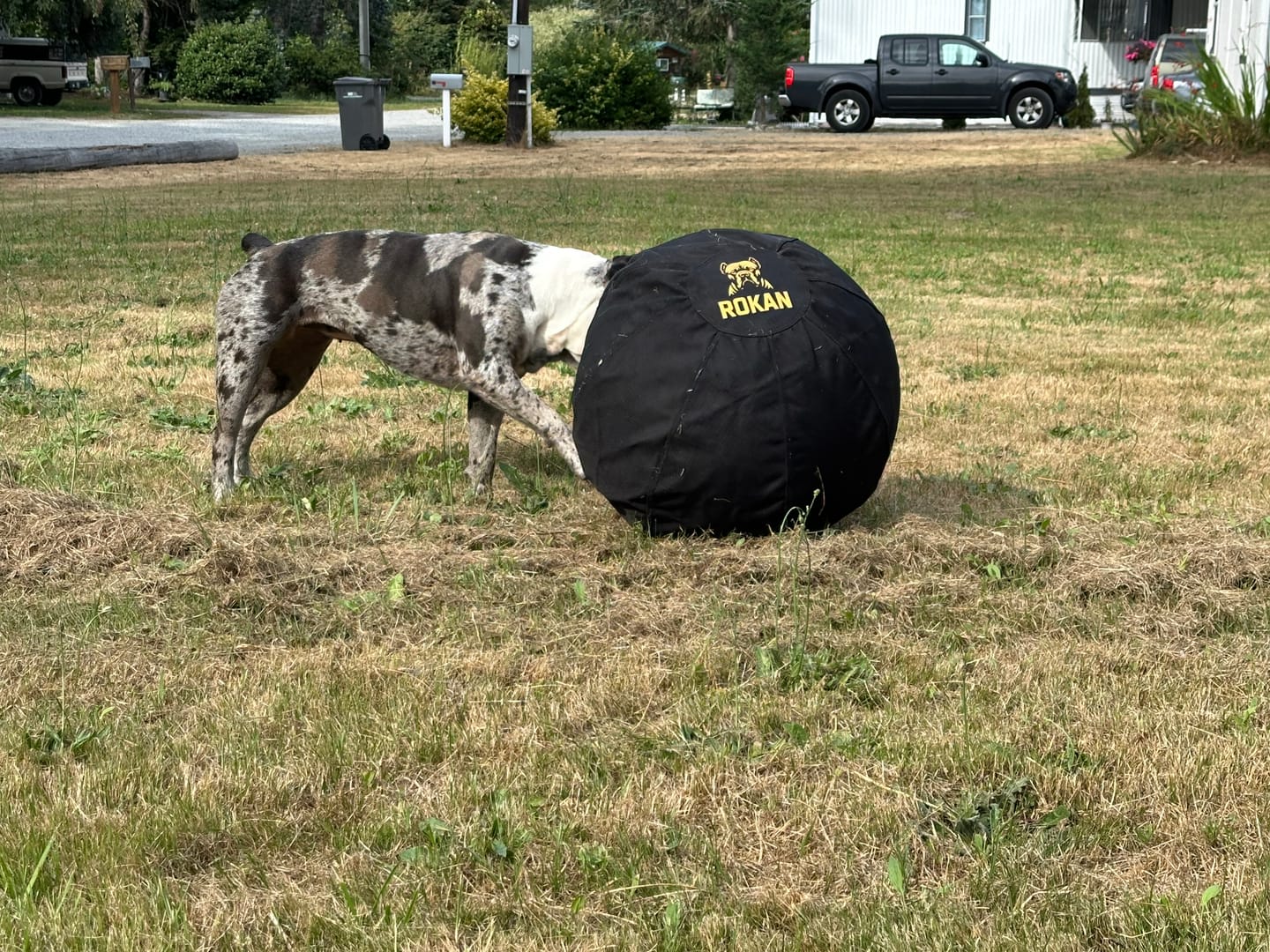Customer photo review of ROKAN — Interactive Herding Ball for Power Breeds