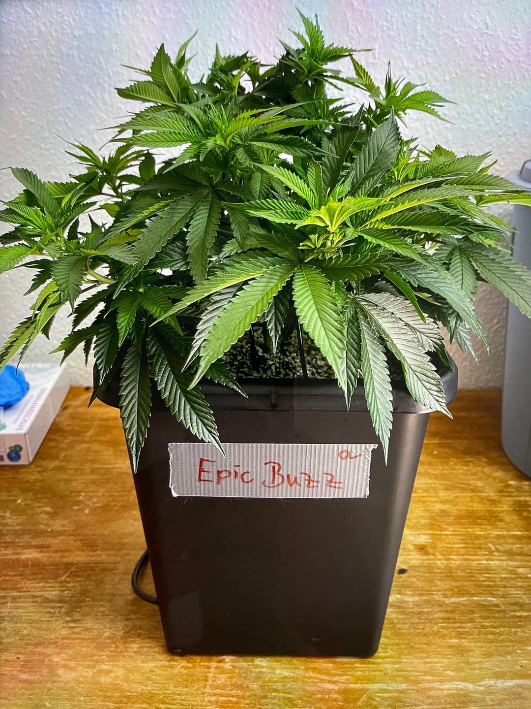 Customer photo review of Hanfstecklinge | Epic Buzz