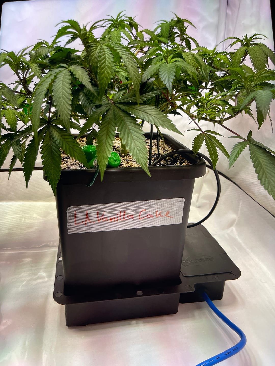 Customer photo review of Hanfstecklinge | L.A Vanilla Cake