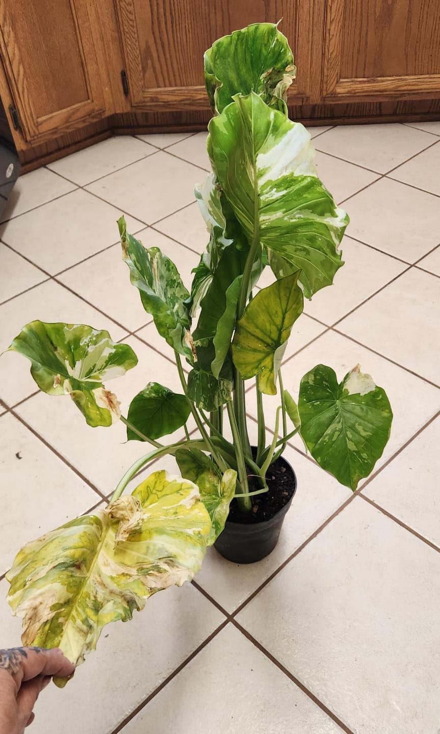 Customer photo review of Alocasia Macrorrhiza Variegata, Collectors Rare And Exotic.