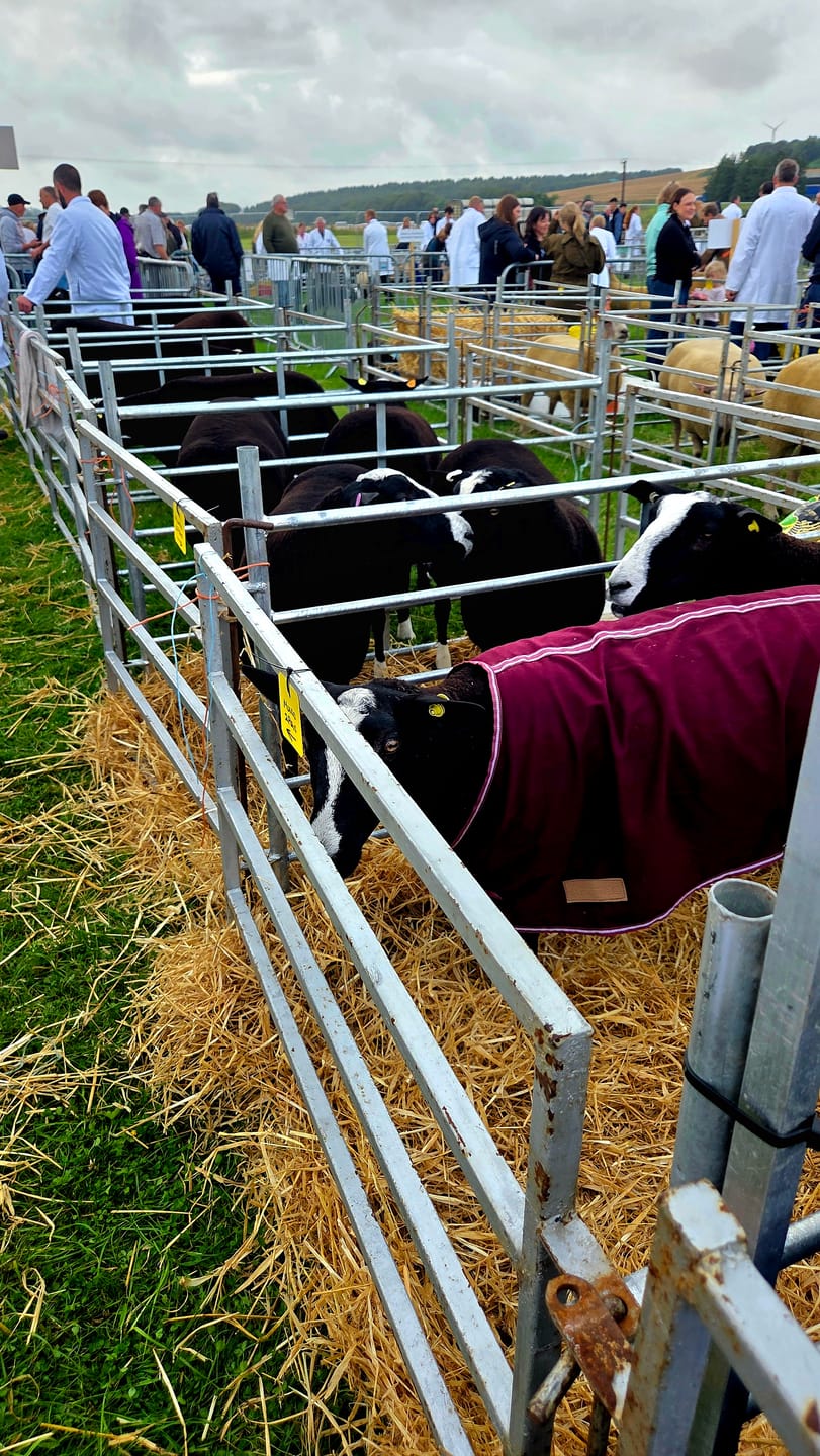 Customer photo review of Travel & Show Sheep Coat