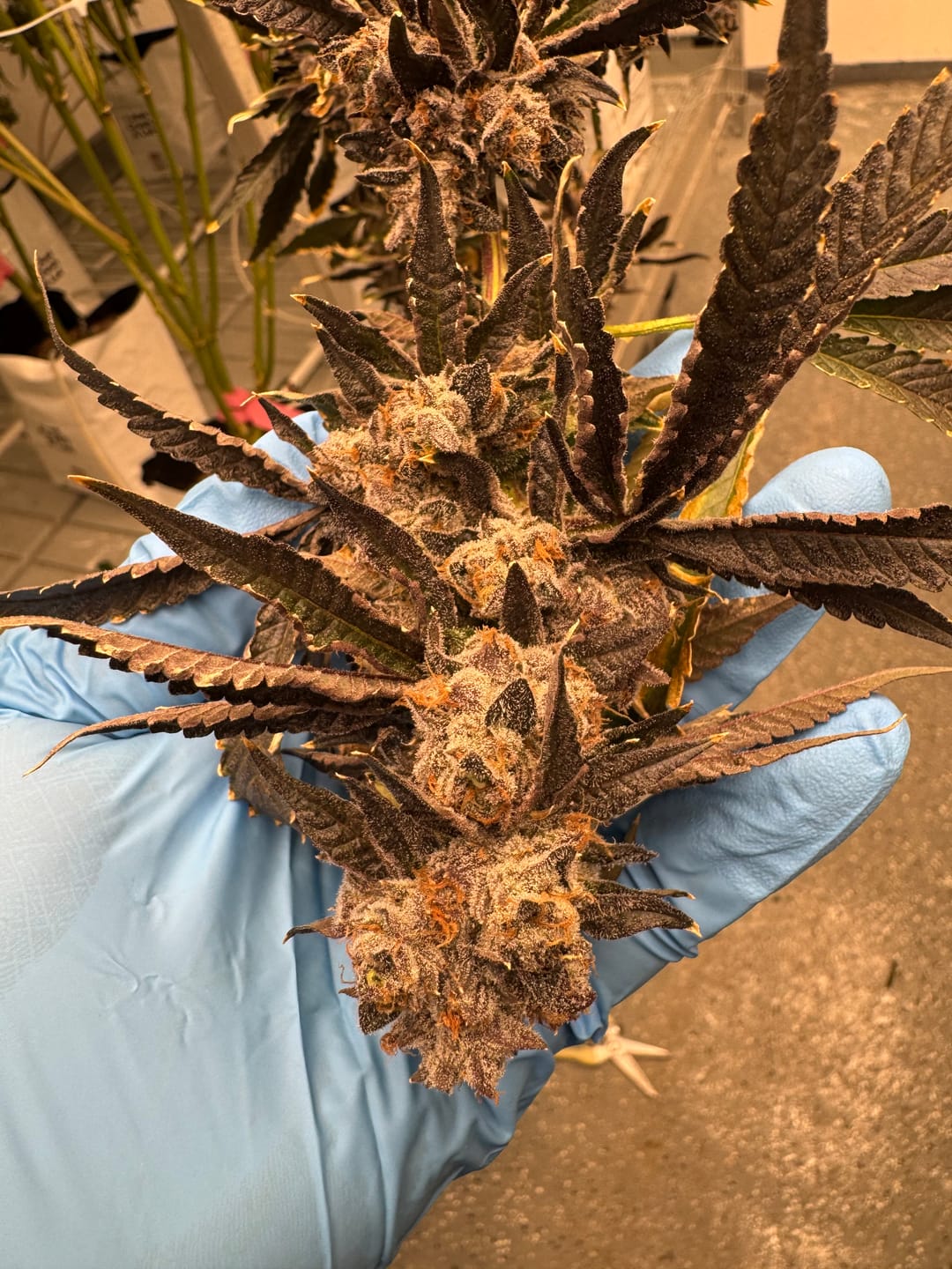 Customer photo review of Purple Kush - Minis - 28 Grams - Indica