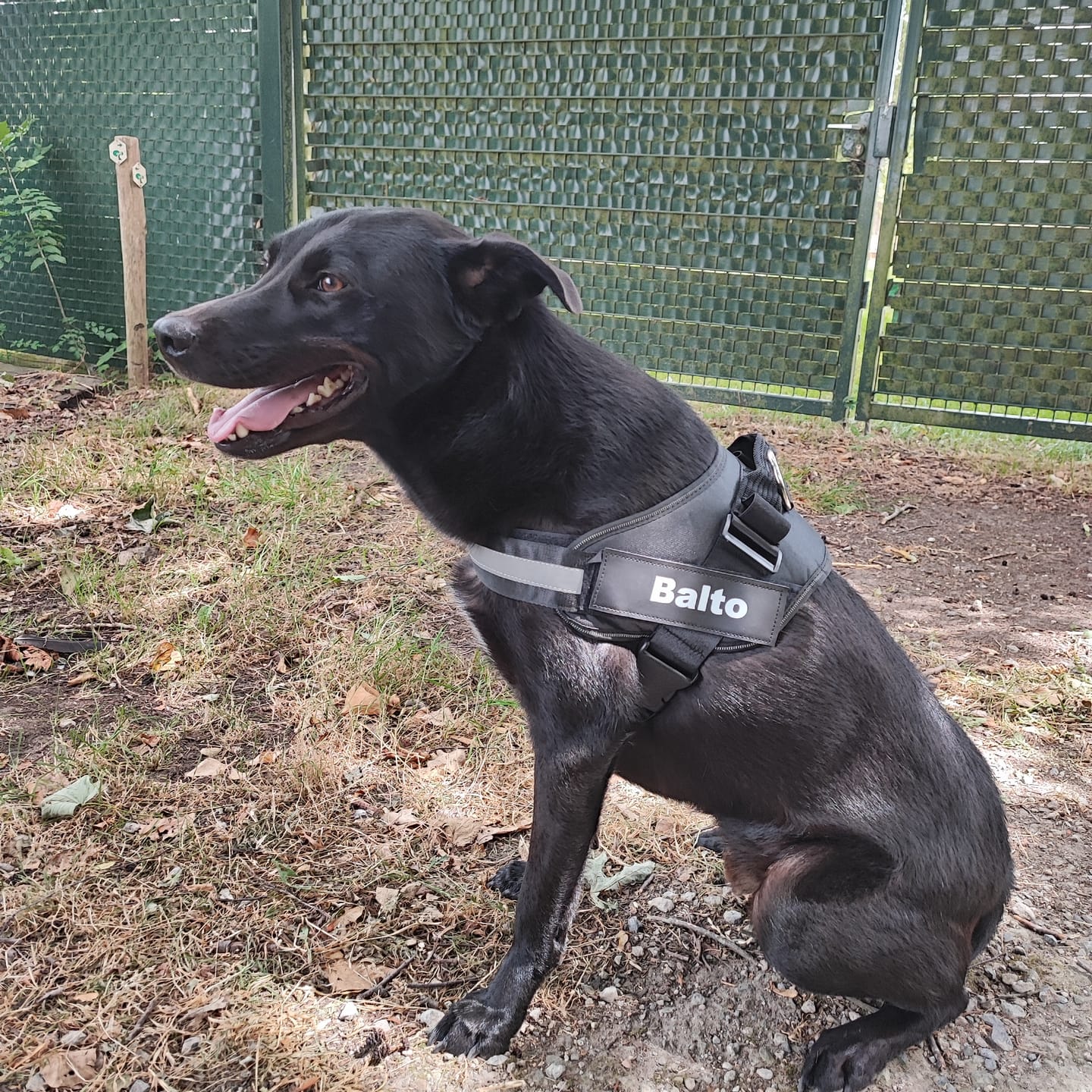Customer photo review of PawGuard - Gepersonaliseerd Hondentuigje