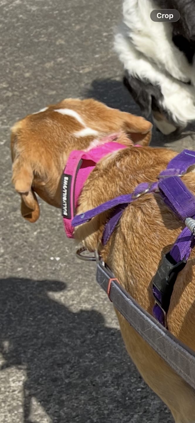 Customer photo review of 4cm Combat® Collar | With Handle & Secure Clip - Magenta