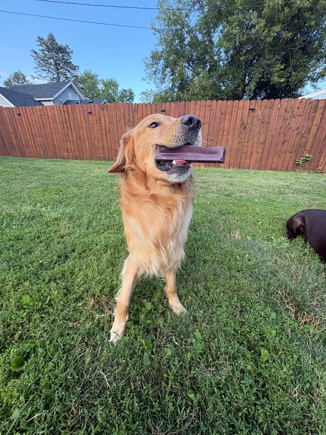 Customer photo review of 5lbs Assorted Yak Chews One Size Fits All - mint, strawberry, pumpkin, blueberry and coconut chews