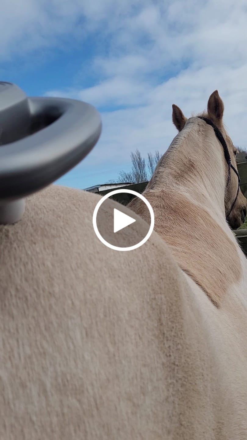Customer video review of HorseHalo™ 8 Heads Red Light Massage Gun
