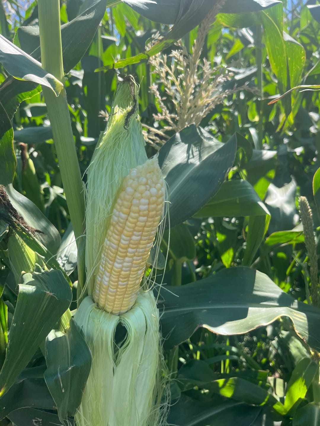 Customer photo review of *Revision Attribute II Sweet Corn (Roundup Ready)