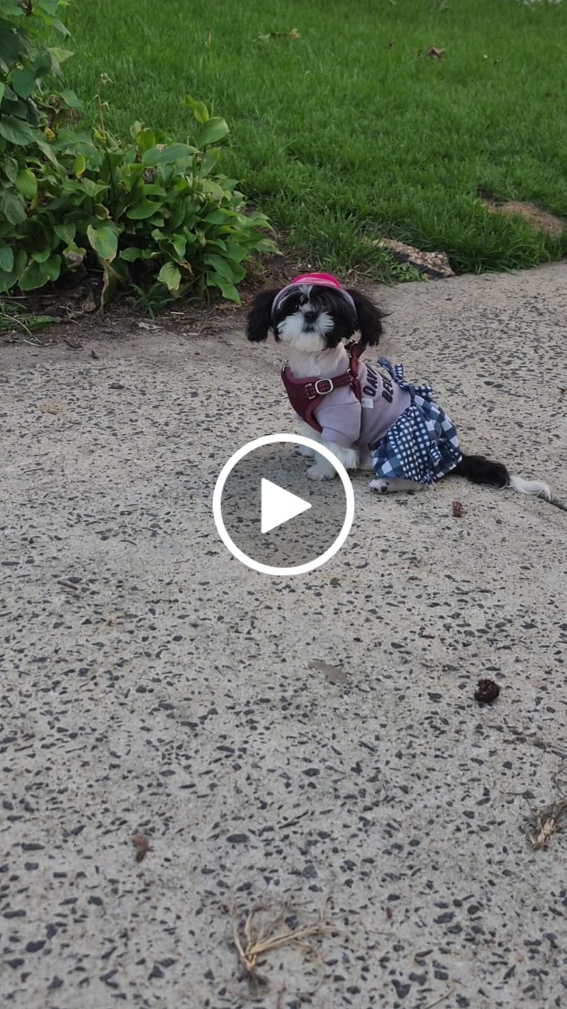 Customer video review of Gyroor C1Plus 1000W Electric Scooter with Dual Baskets for Pets & Cargo