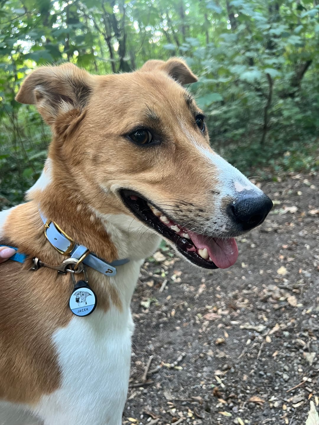 Customer photo review of Custom Portrait - Silent Dog ID Tag