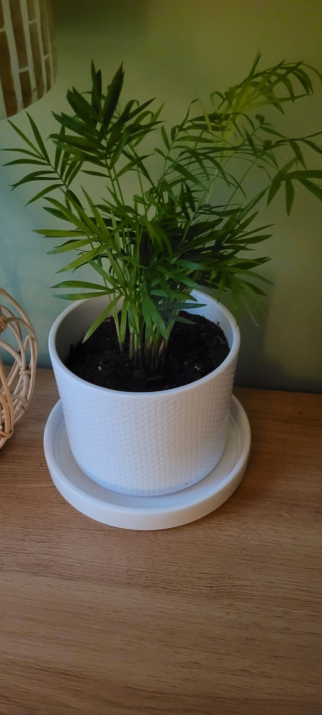Customer photo review of Parlour Palm Indoor Plant - Easy Care Low Light House plant - Air Purifier Plant in Pot - Parlour Palm- EXACT plant as pictures