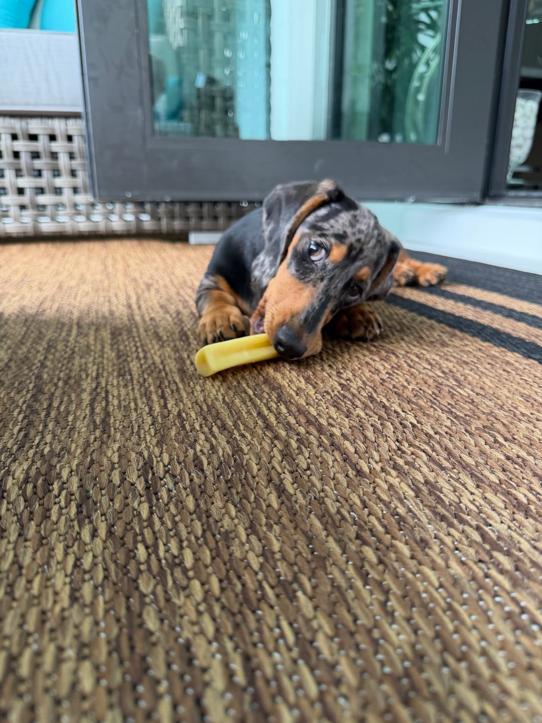Customer photo review of Himalayan Yak Chews — All Sizes | Small to Giant Dogs