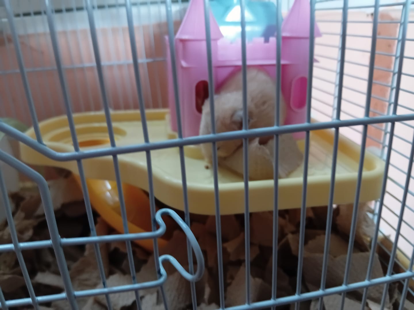 Customer photo review of CT2013 1 Pieza De Jaula Para Hamster