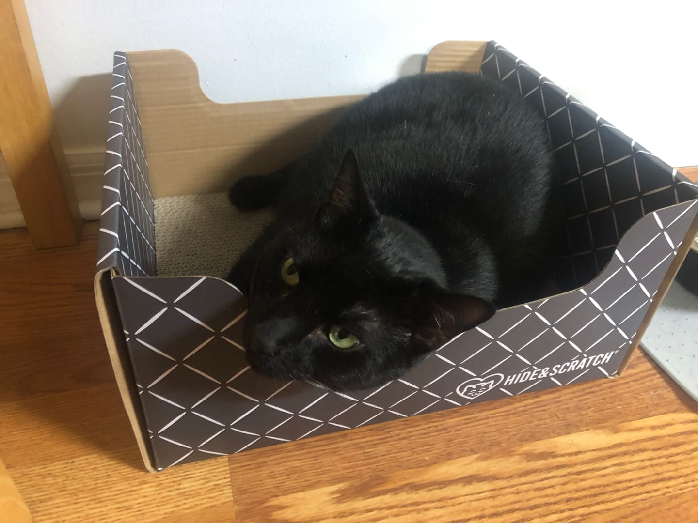 Customer photo review of Scratch Pad Refills for Hide & Scratch Box (or use on their own)