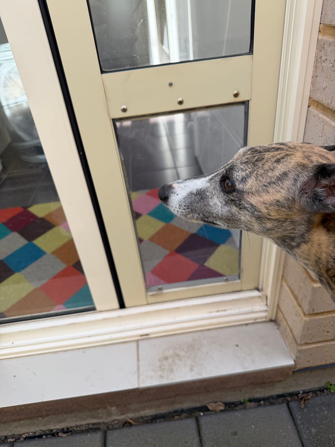 Customer photo review of Replacement Pet flap V3.0