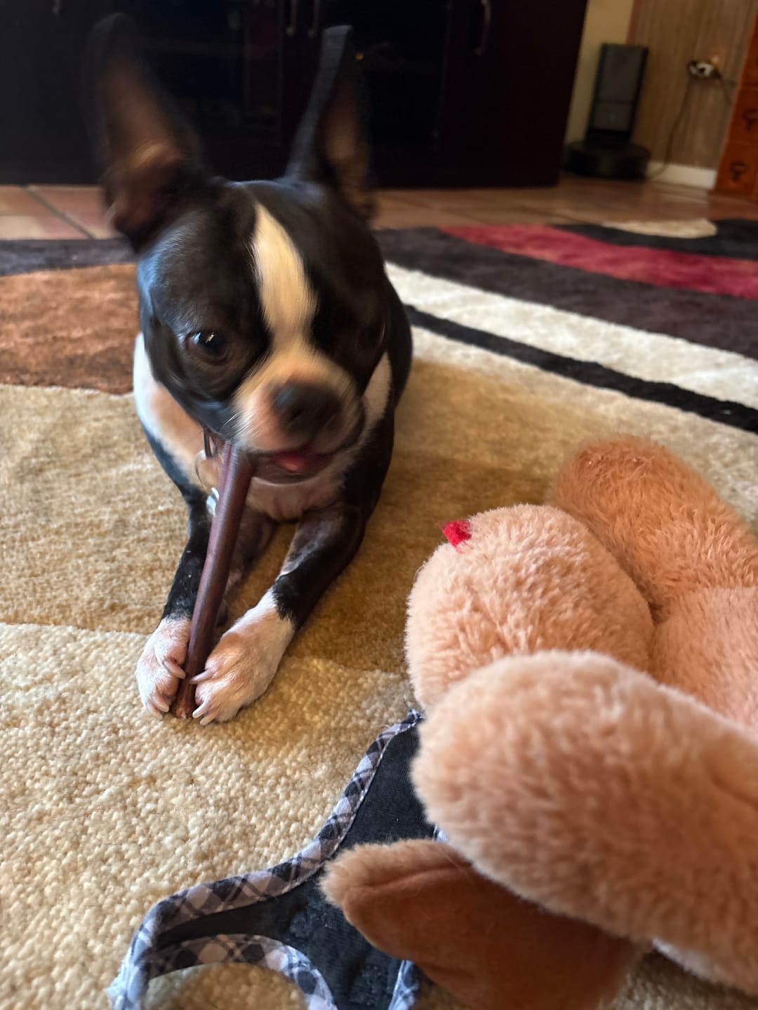 Customer photo review of Beef Collagen Sticks 6-Inch | Joint Support & Dental Health Dog Chew