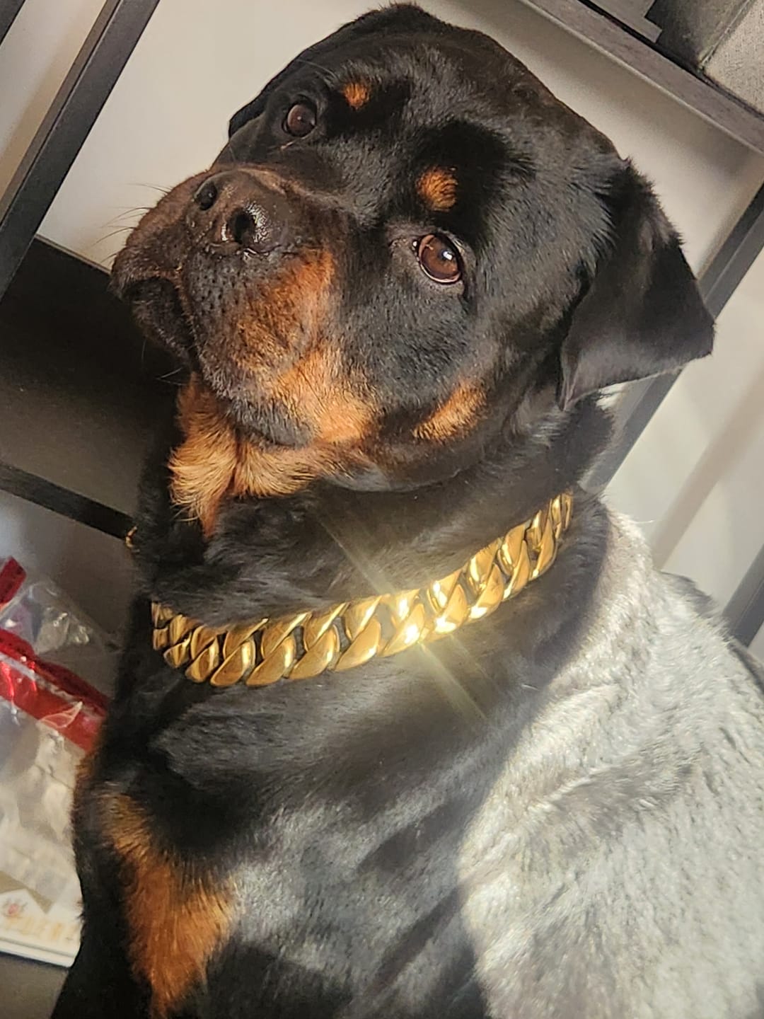 Customer photo review of THE KILO 1.25 Inch Dog Collar - Gold Cuban Link XL Premium Collection