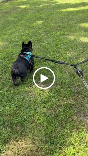 Customer video review of Dogshood ™ Easy On