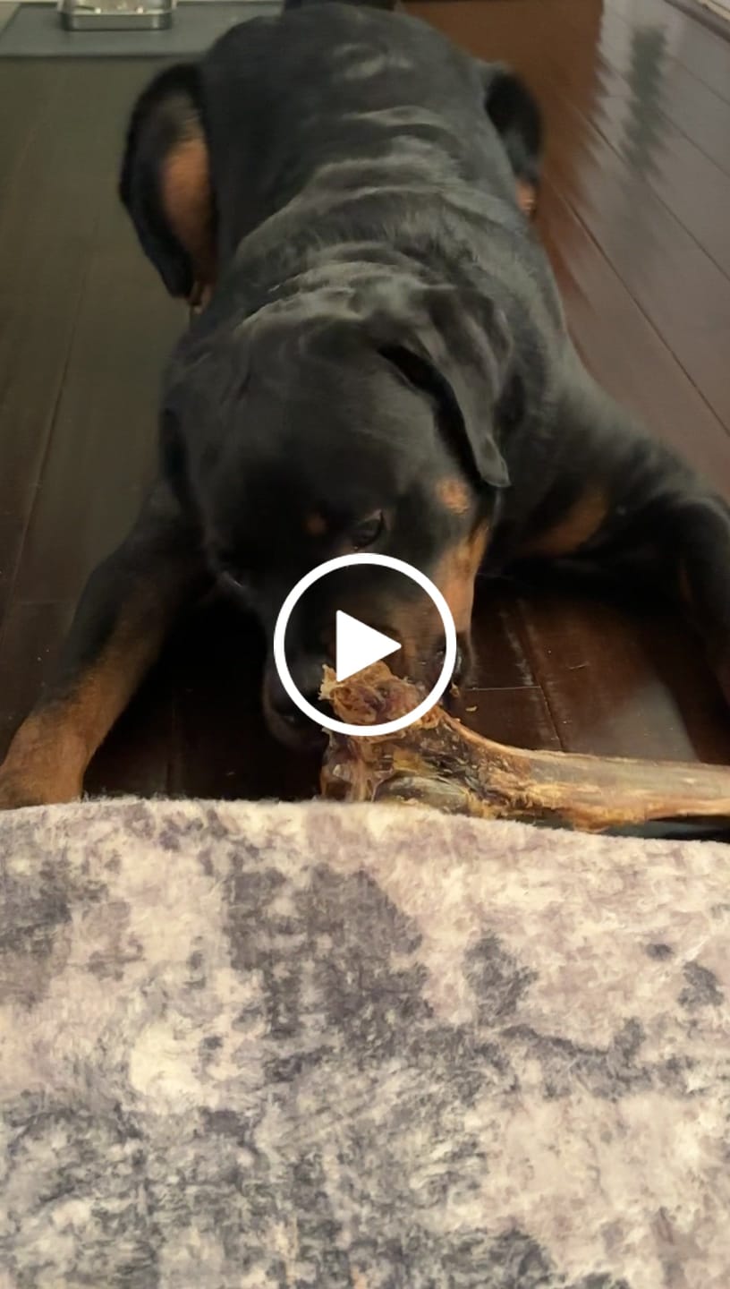 Customer video review of Large Ostrich Cane (11.5" x 5"): The Ultimate Long-Lasting Chew for Medium, Large & XL Dogs