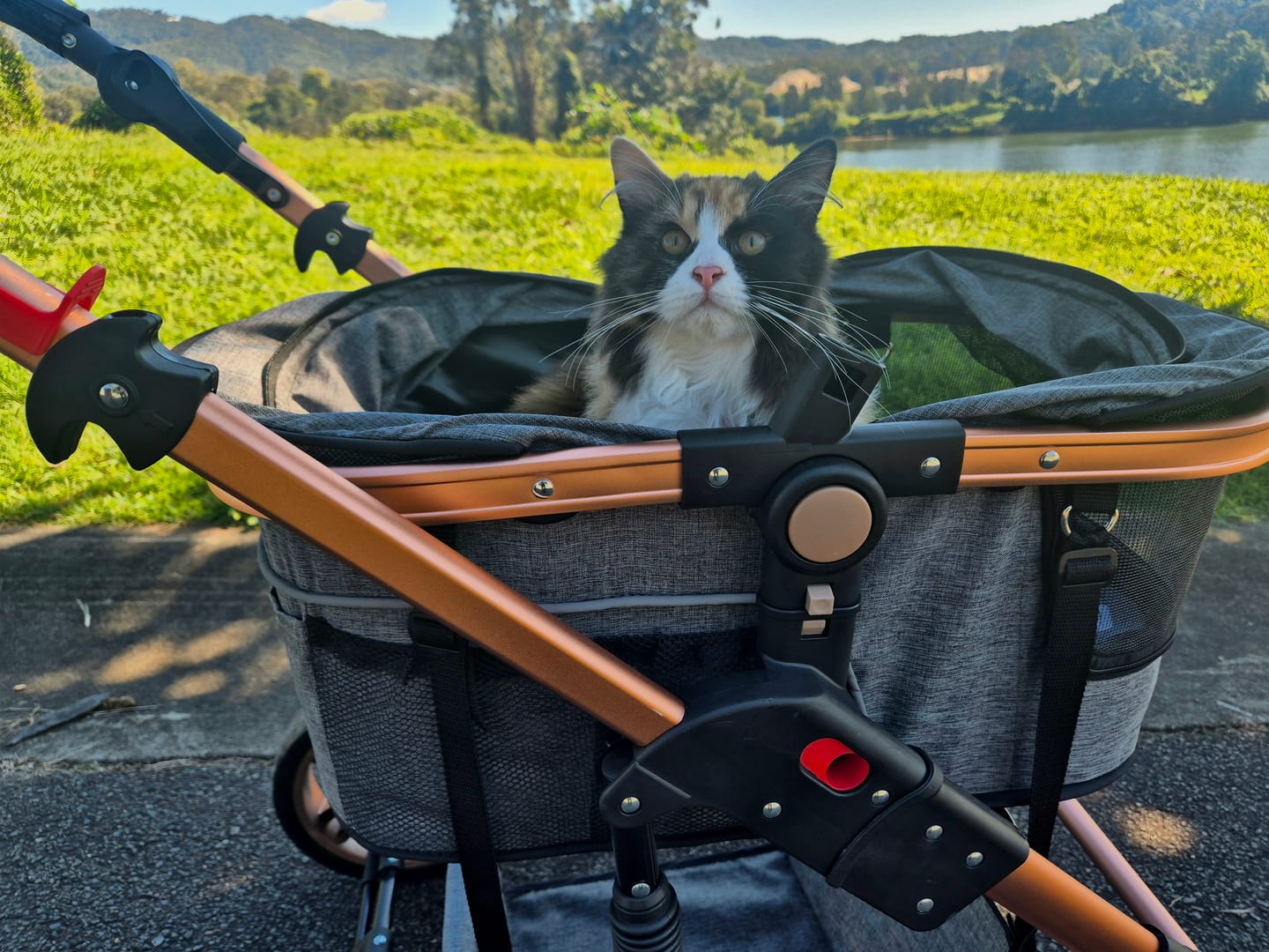 Customer photo review of Pet Stroller with ISO-FIX Car Carrier