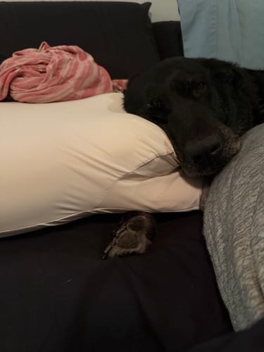 Customer photo review of Squom Align™ Pillow