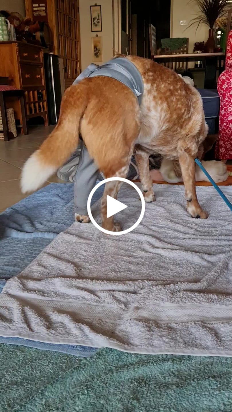 Customer video review of Lick Sleeve