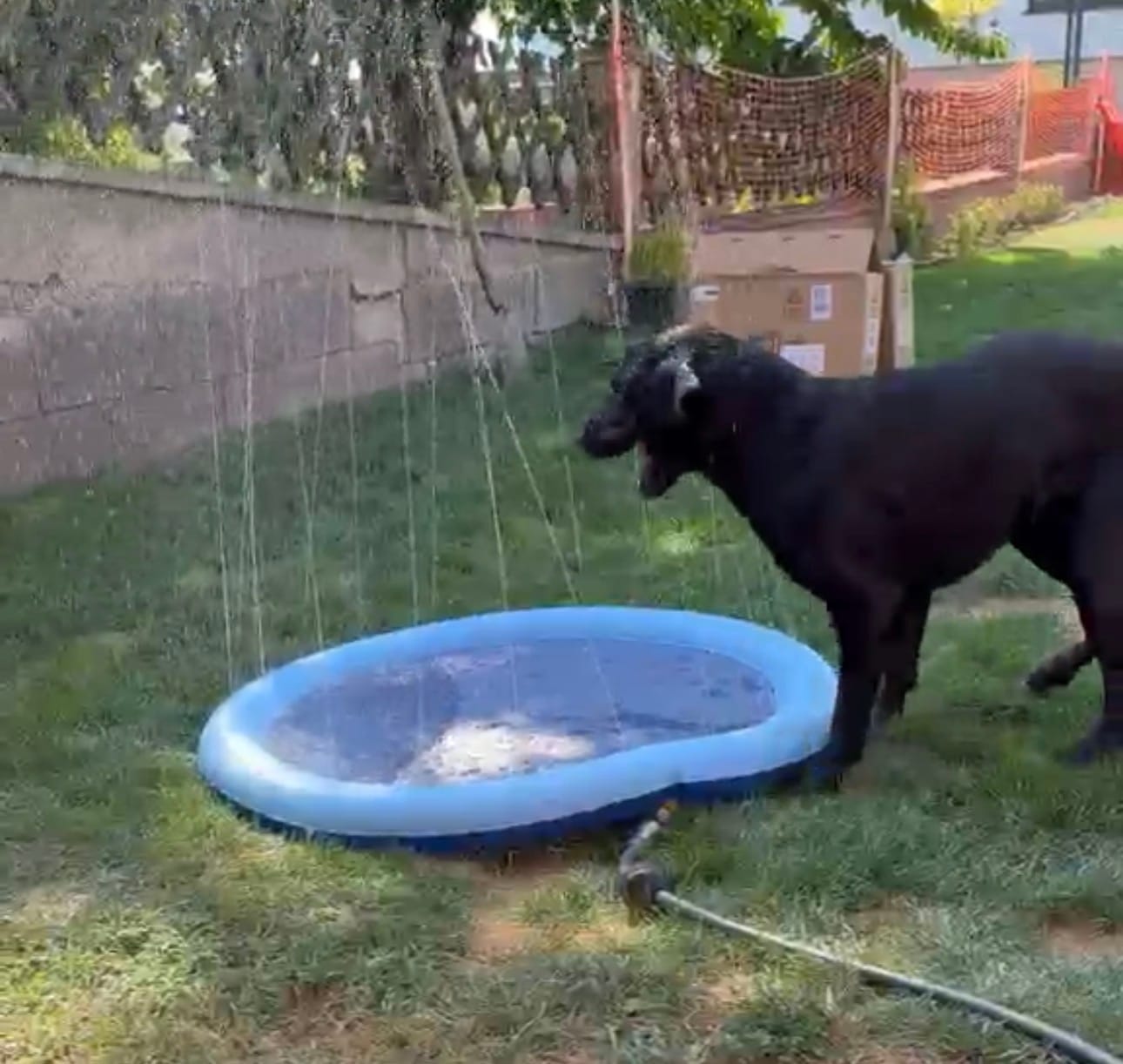 Customer photo review of Sprinkler Wasserspielmatte für Hunde