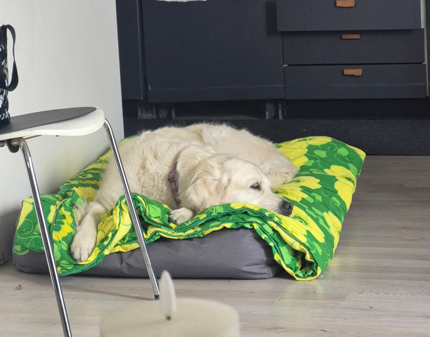 Customer photo review of Furpect - Canvas Hundepude