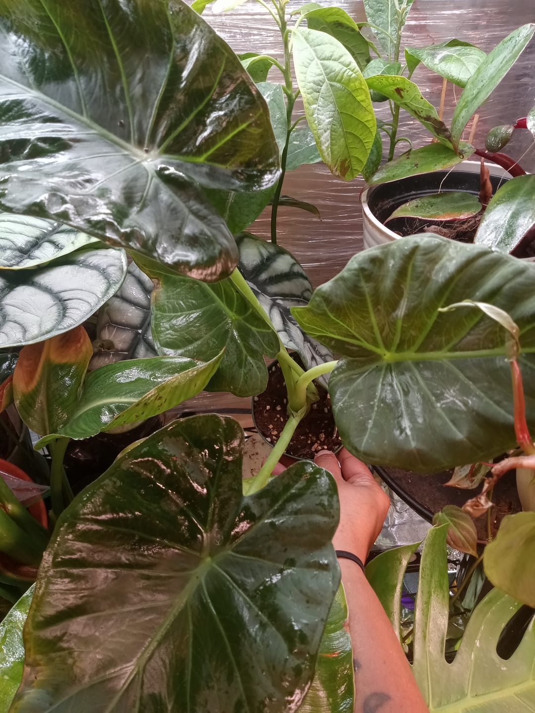 Customer photo review of Alocasia 'Regal Shields'