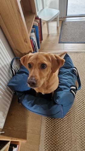 Customer's brown dog sitting inside a blue Dog Dock V2 on a textured rug floor.