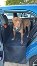 Customer photo review of Happy Hound - Back Seat Dog Cover 50% OFF NOW 🔥