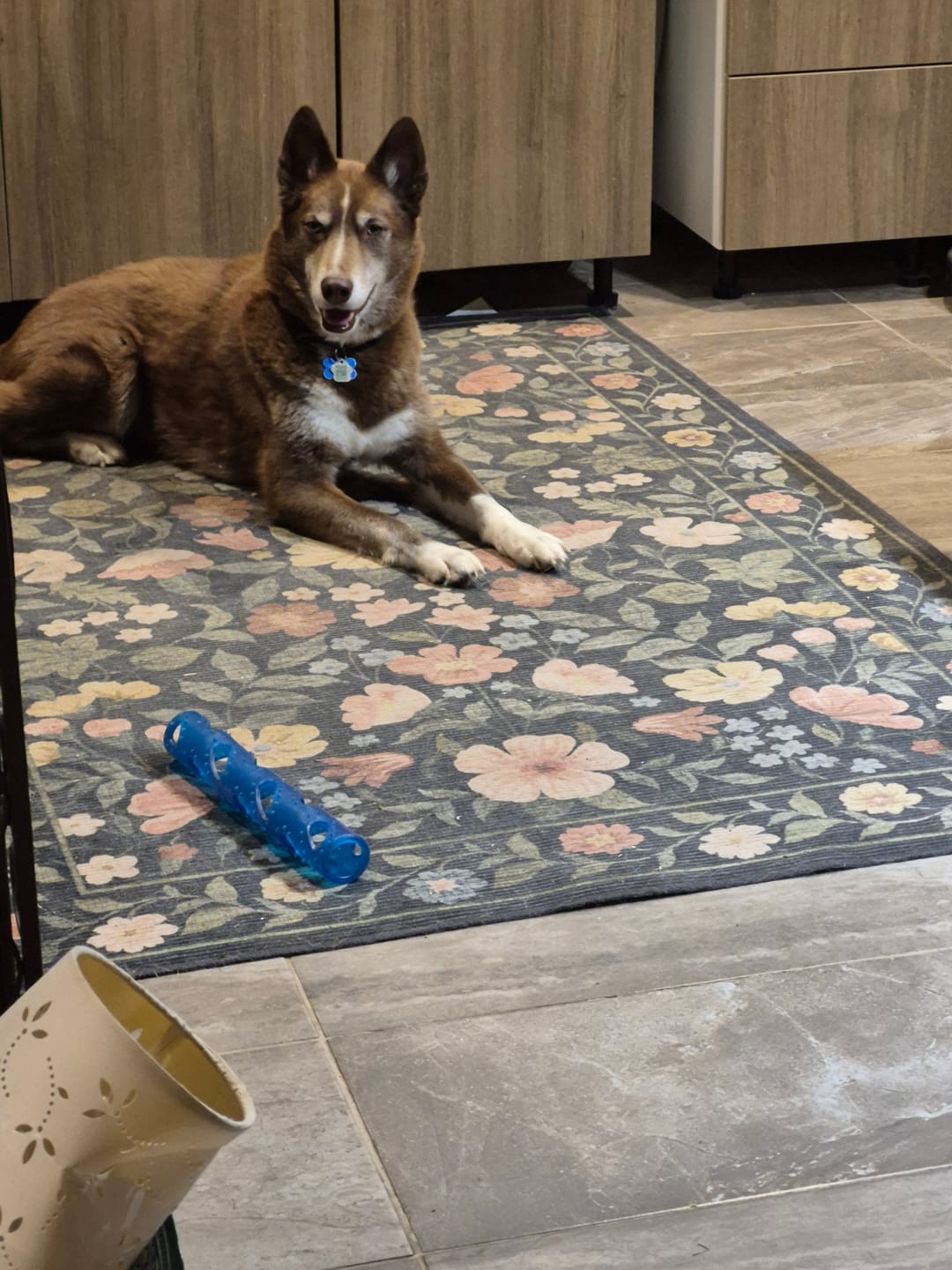 Customer photo review of Rosy & Budd - Repas cru pour chien 12lbs