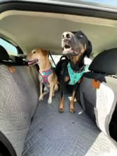 Customer photo review of Happy Hound - Back Seat Dog Cover 50% OFF NOW 🔥