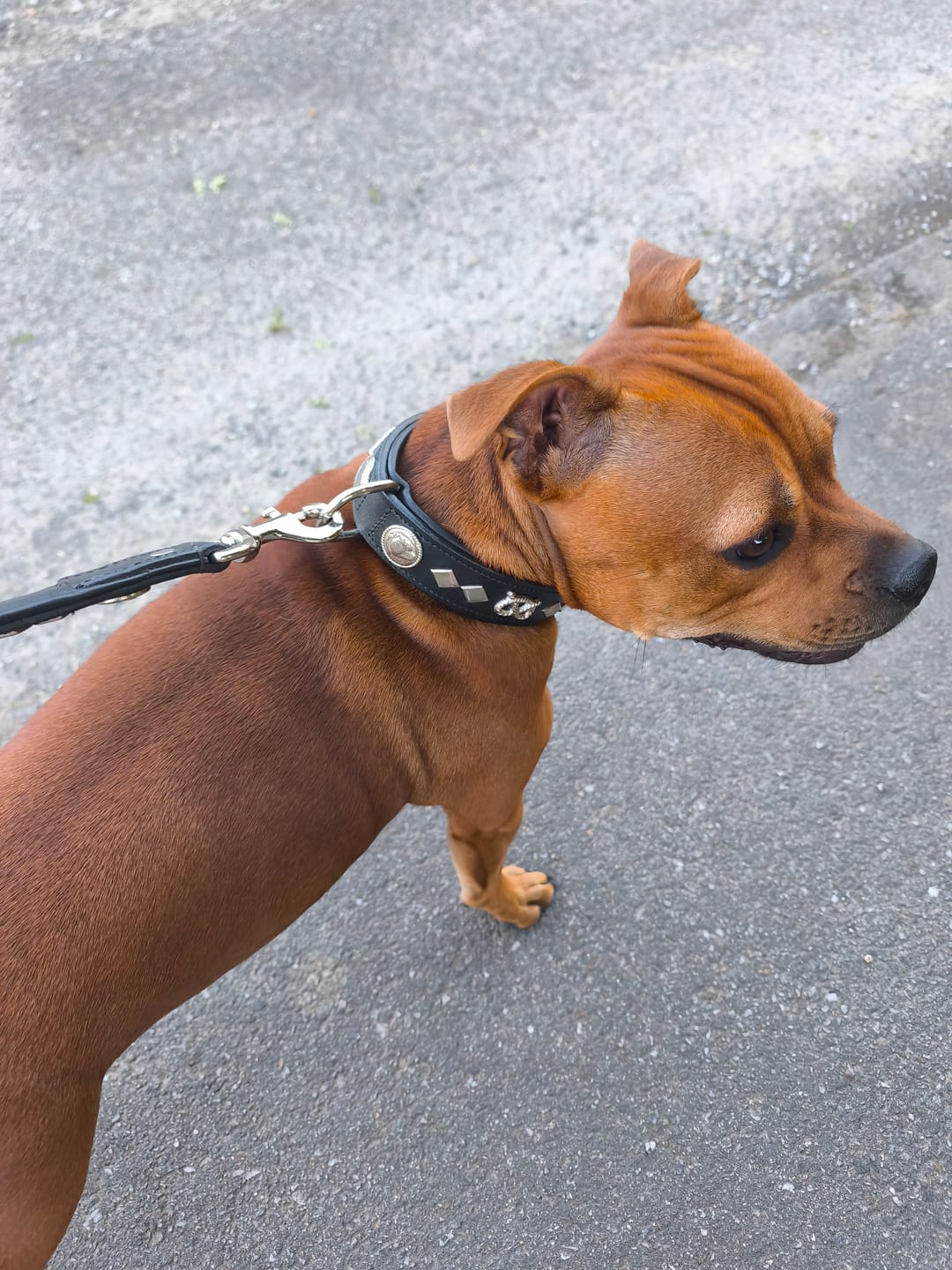 Customer photo review of Staffordshire Bull Terrier 1935® Leather Collar & Leash Set - Gentleman Jim - Black/Silver