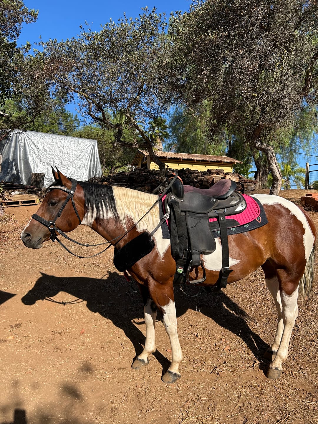 Customer photo review of Fairytale Snap-Out Browband
