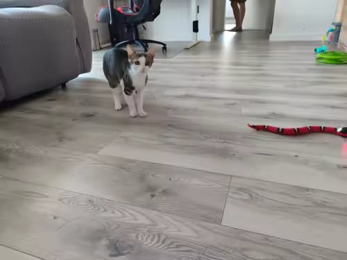 Customer photo review of The Slither — Auto Sensing Cat Snake Toy