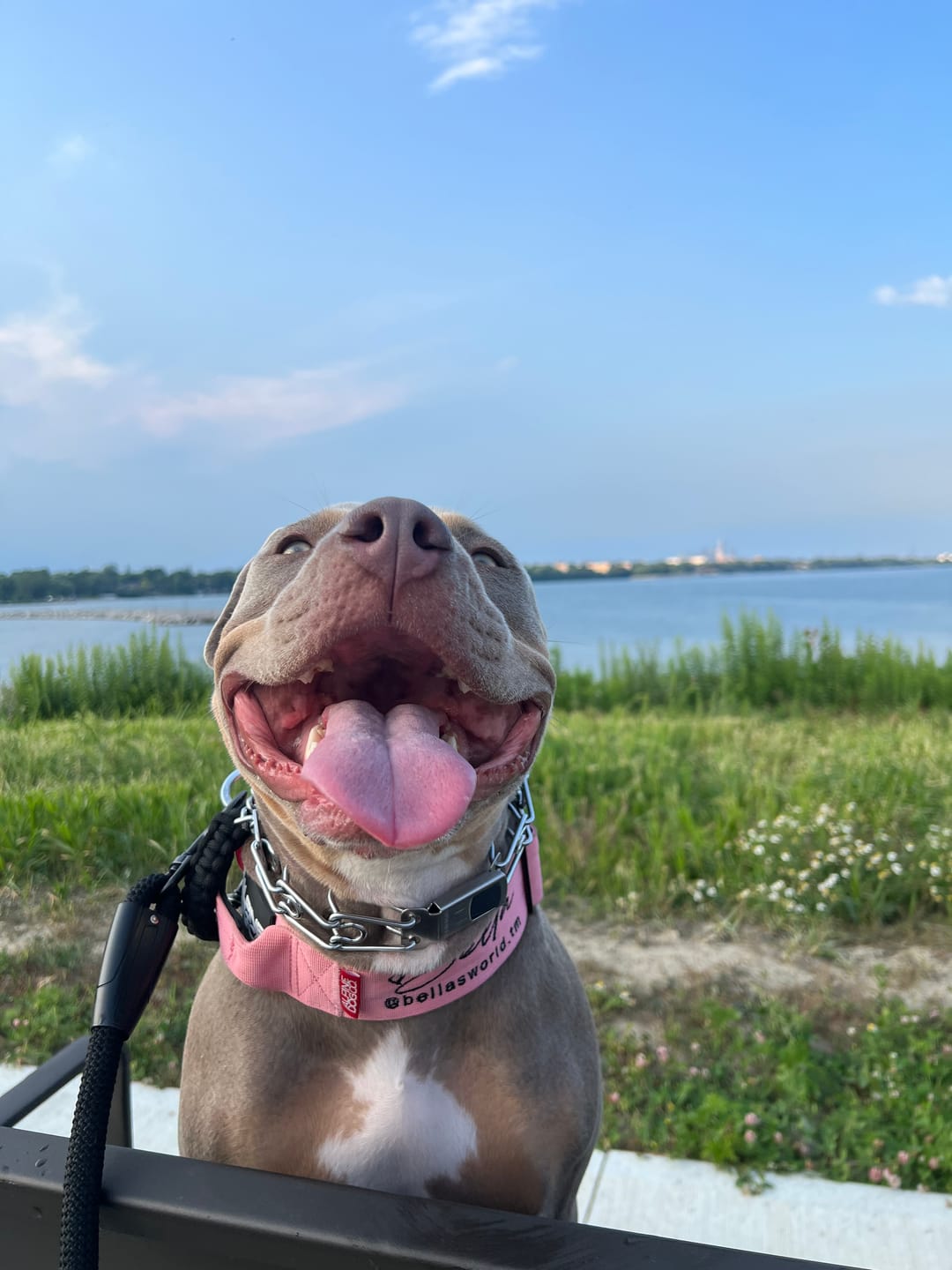 Customer photo review of 2" Tactik Dog Collar - Bubblegum