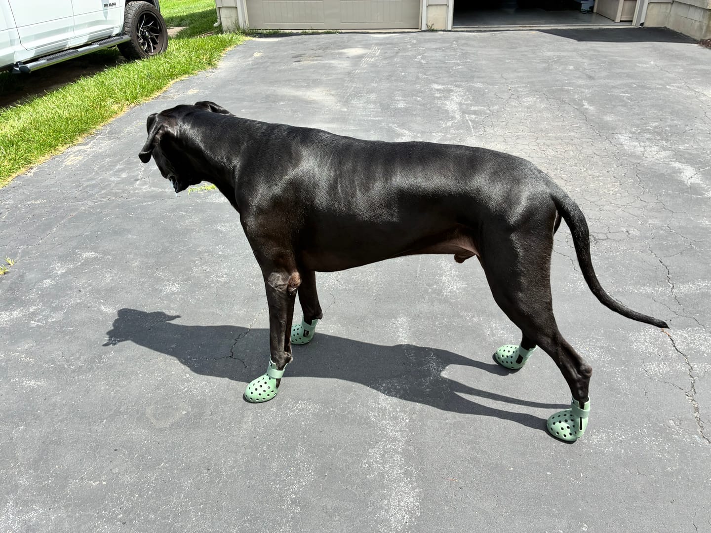 Customer photo review of WagWellies® Mojave