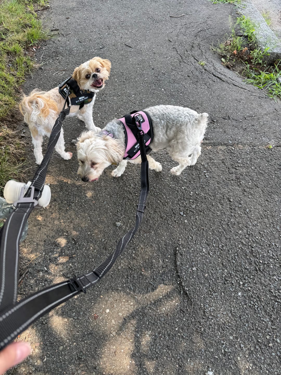 Customer photo review of Bungee Leash