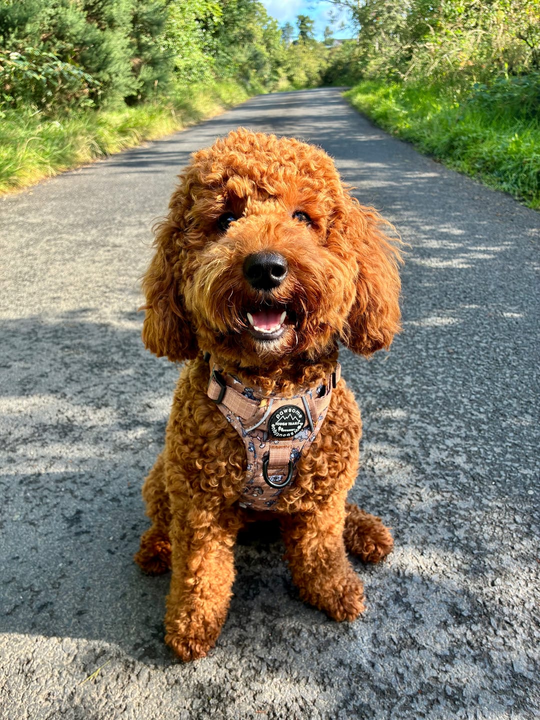 Customer photo review of Disney© Tough Trails™ Harness - Disney Dogs