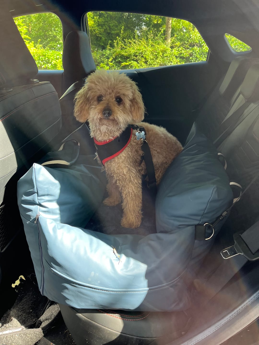 Customer photo review of The Dog Dock V2 New & Improved with ISO Fix