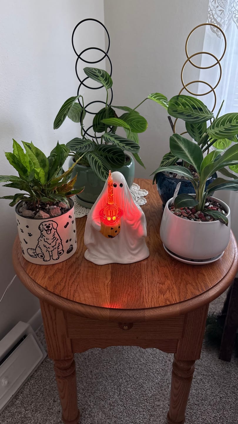 Customer photo review of Spathiphyllum 'Silver Streak'