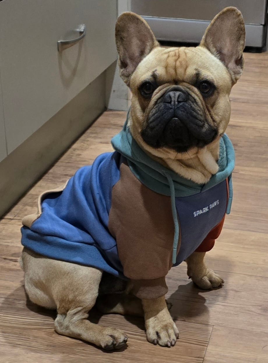 Customer photo review of Alpine Dog Hoodie