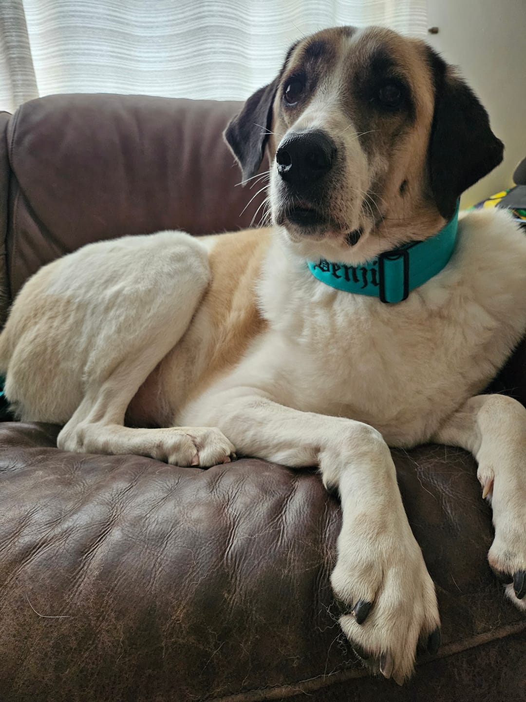 Customer photo review of 5cm Combat® Collar | With Handle & Secure Clip - Turquoise