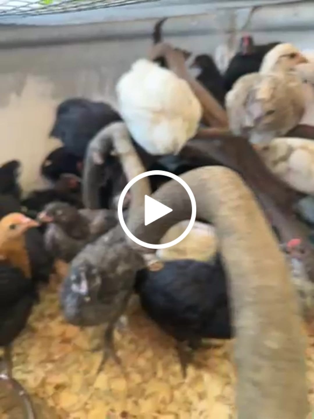 Customer video review of Nesting Herbs - Control Odors & Keep Coops Mite & Lice-Free