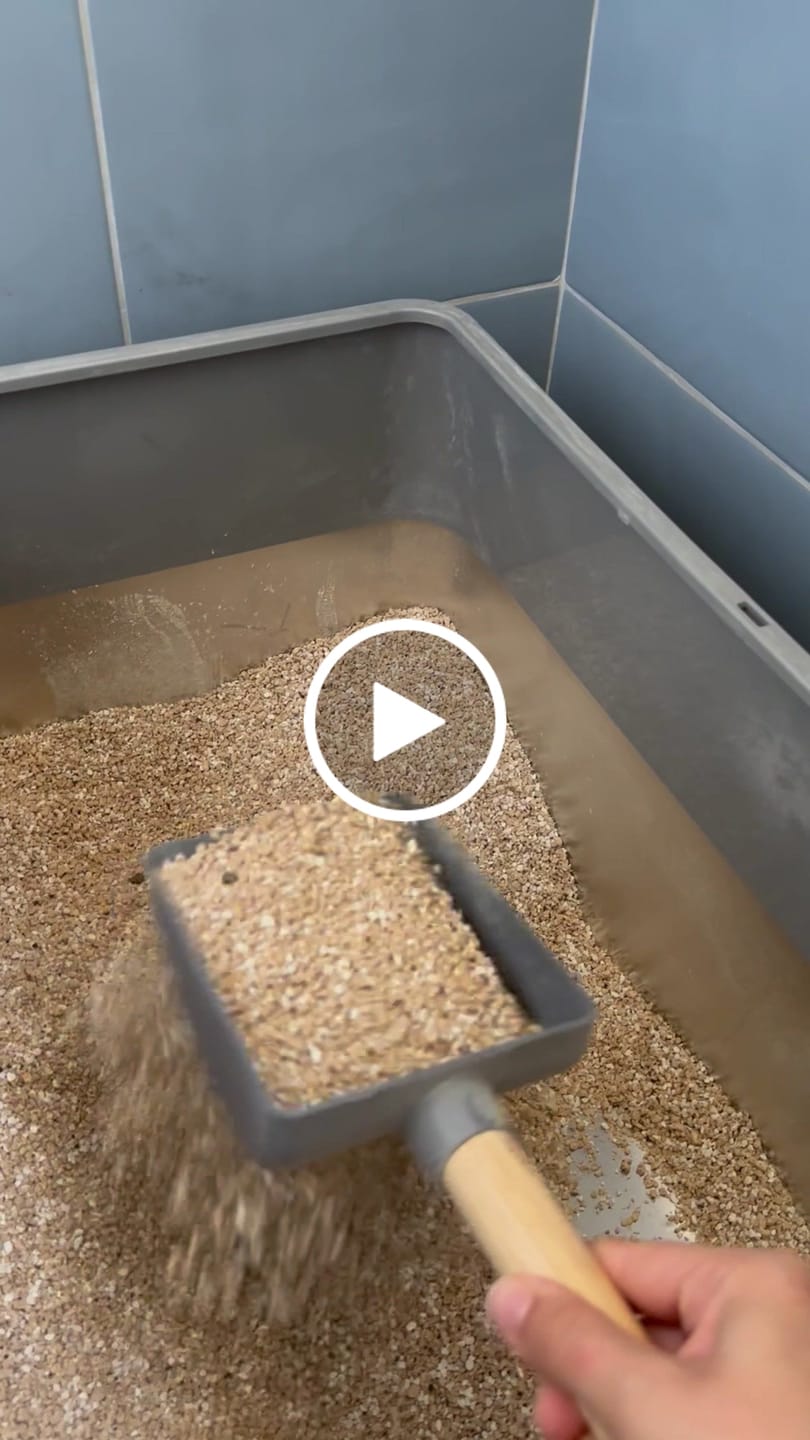 Customer video review of LittyBag - La Prima Sabbietta Naturale a Clumping Superficiale