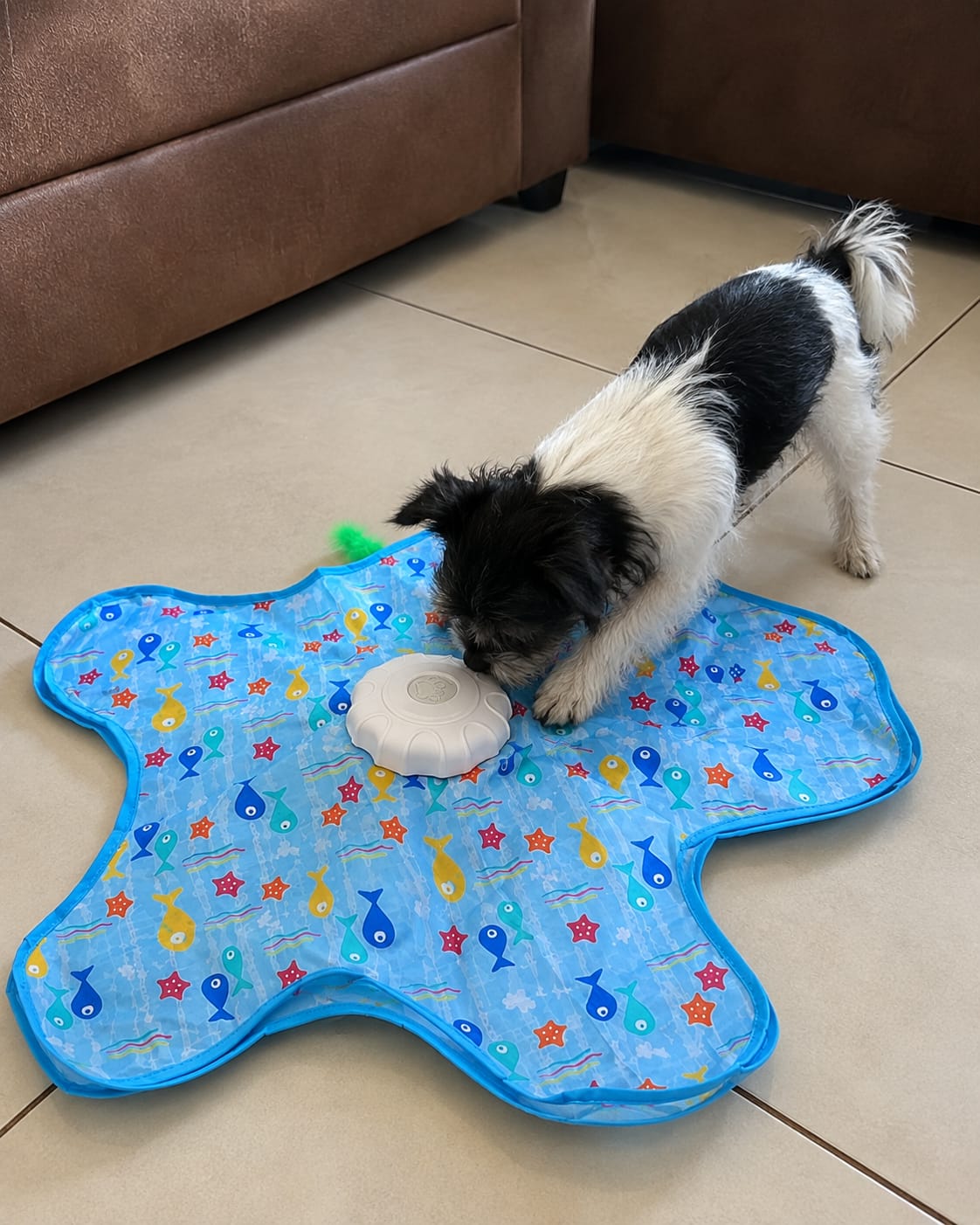 Customer photo review of Pawzzle™ Interactive Dog Toy